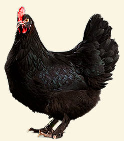 Kyllinger, 40 stk., Varmefri kyllinger i store, og små racer, blandet af flere forskellige.